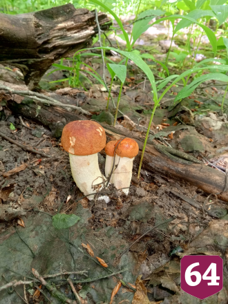 Саратовцы в грозу собрали благородные грибы  